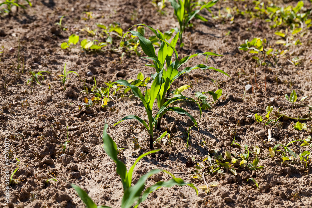 young green immature corn in the field