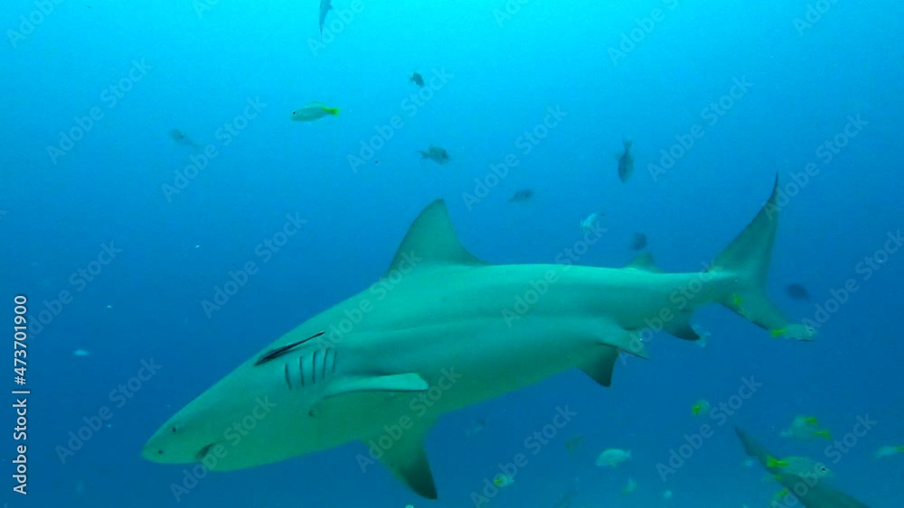 Lockdown Shot Of Sharks And School Of Fish Swimming In Sea - Playa del Carmen, Mexico Lockdown Shot Of Sharks And School Of Fish Swimming In Sea - Playa del Carmen, Mexico