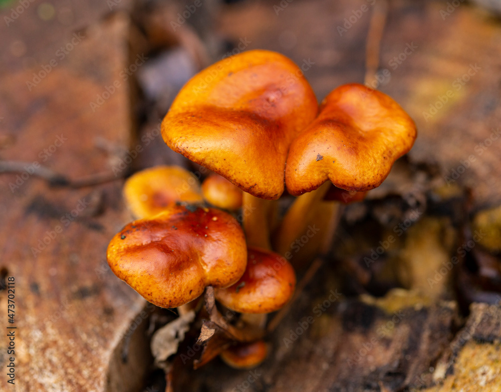 Enoki (Flammulina velutipes), also known as velvet shank, is a species of edible mushroom in the family Physalacriaceae. Enoki (Flammulina velutipes), also known as velvet shank, is a species of edible mushroom in the family Physalacriaceae.