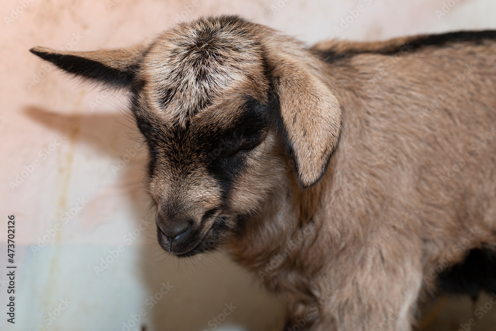 Alpine goat. Small newborn baby goat close-up. Alpine goat. Small newborn baby goat close-up.