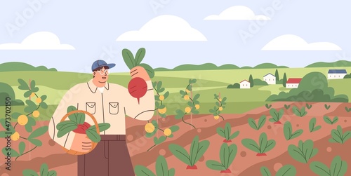 Farmer collecting harvest on agriculture field. Farm worker in vegetable garden with ripe beets in basket. Man in summer organic plantation. Flat vector illustration of person and rural landscape