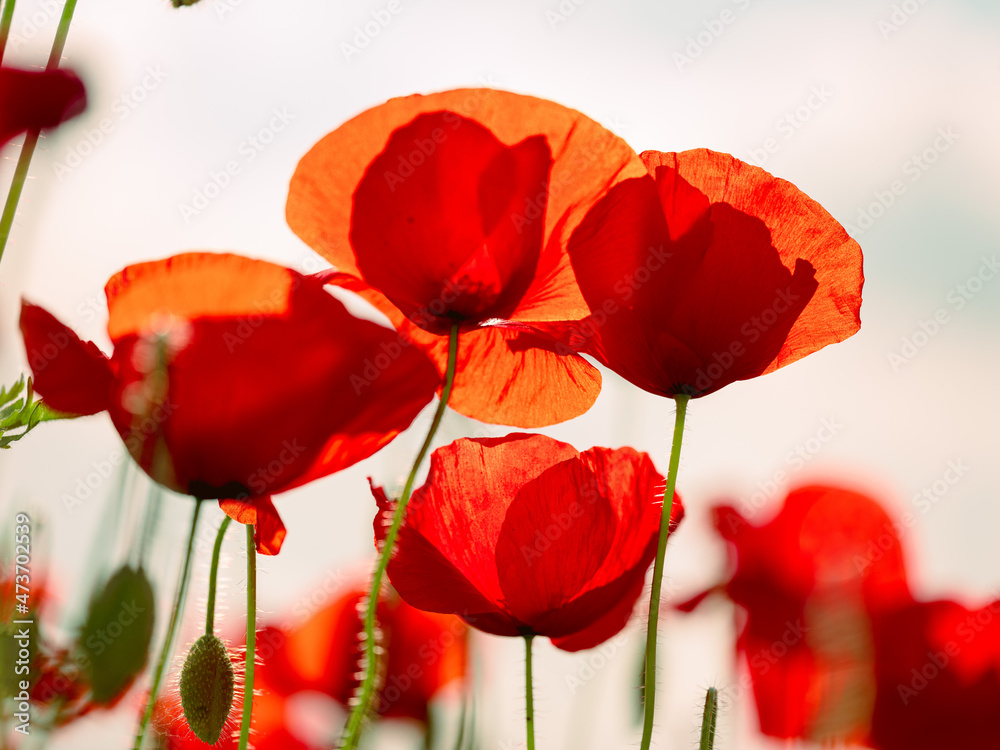 Naklejka premium Summer Poppy Meadow