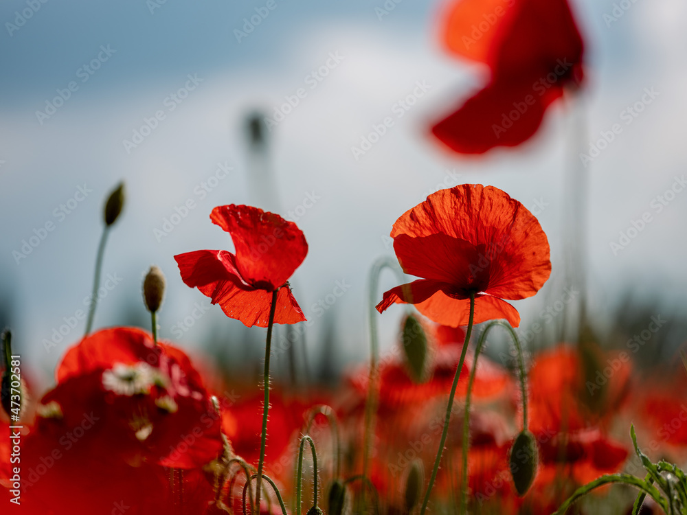 Obraz premium Summer Poppy Meadow