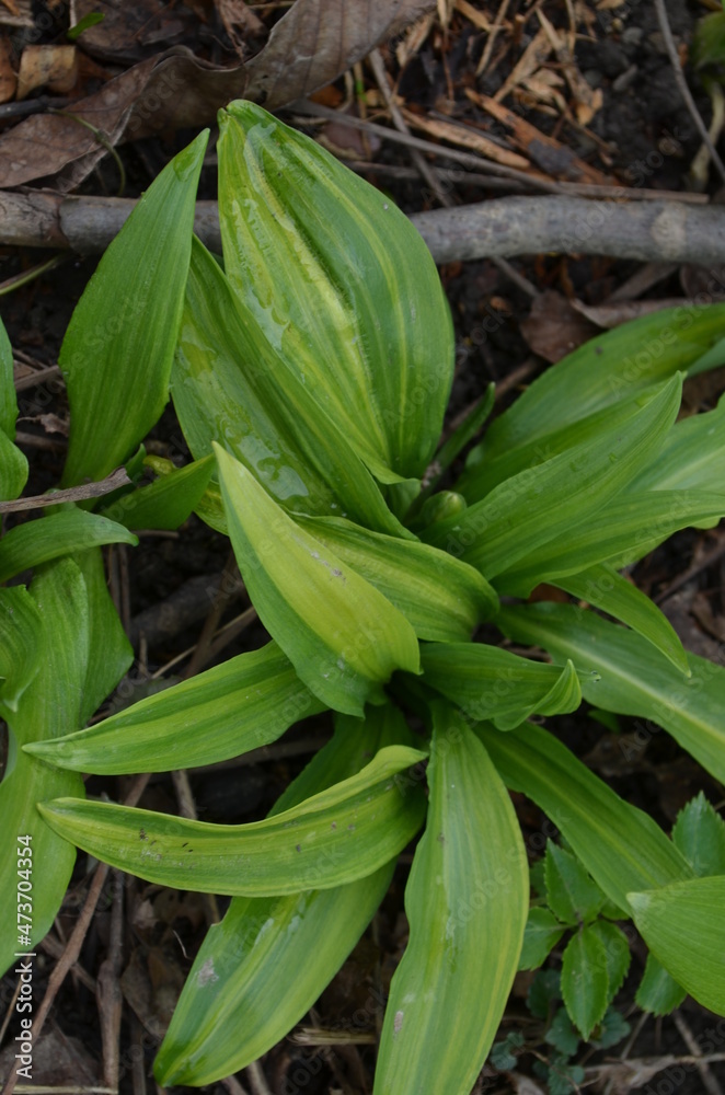 Ornamental wild garlic, Allium ursinum 'Variegatum' Ornamental wild garlic, Allium ursinum 'Variegatum'