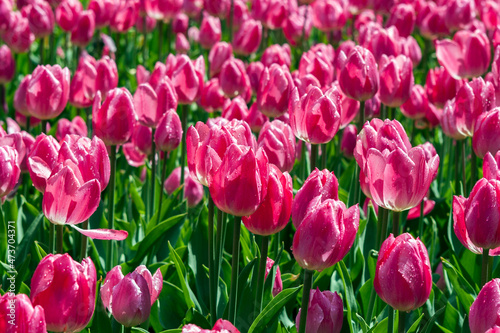 field of pink tulips