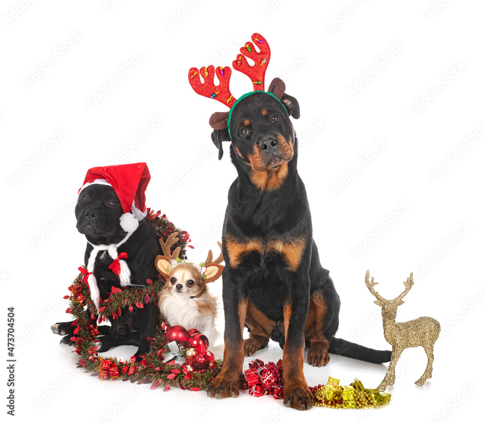 Obraz premium dogs and christmas