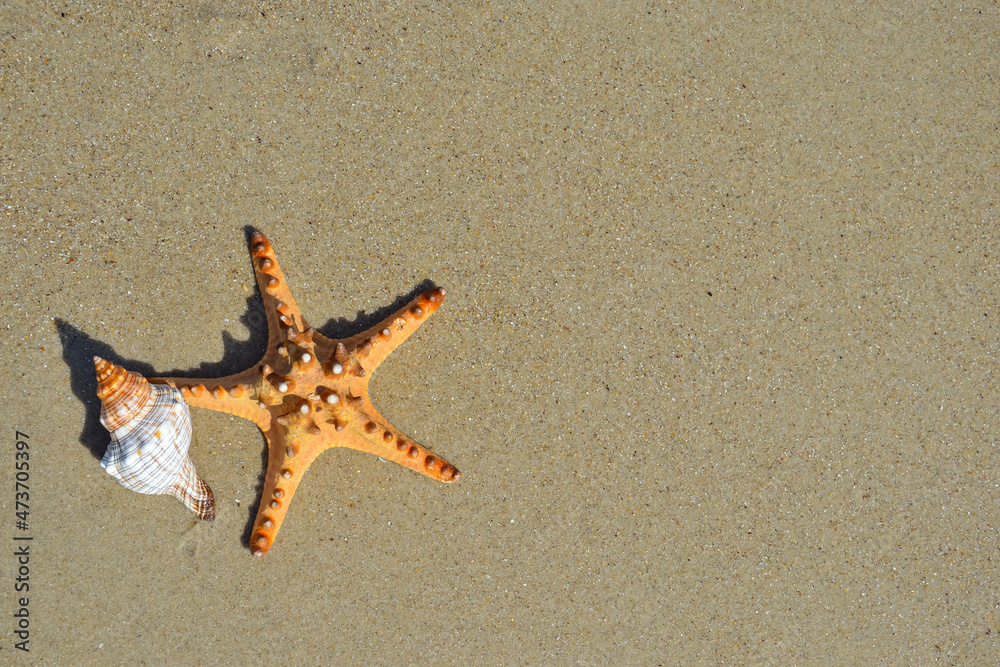 Star fish and seashell on the beach and the sea background Star fish and seashell on the beach and the sea background