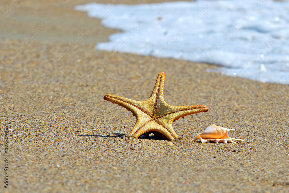 Star fish and seashell on the beach and the sea background Star fish and seashell on the beach and the sea background