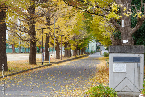 東京都立豊多摩高等学校のイチョウ並木: Hamadayama Suginami City Tokyo, Japan 2021-12-07 photo