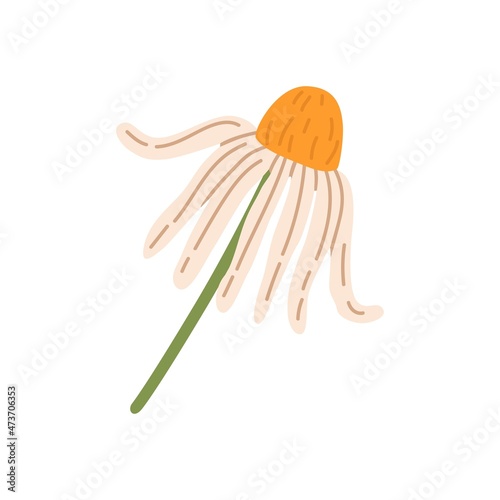 Wilting chamomile flower. Wild camomile with withering petals. Droopy floral plant. Botanical flat vector illustration of wildflower isolated on white background
