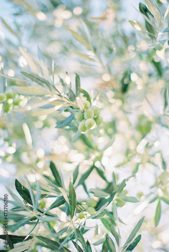 olive branch with olives