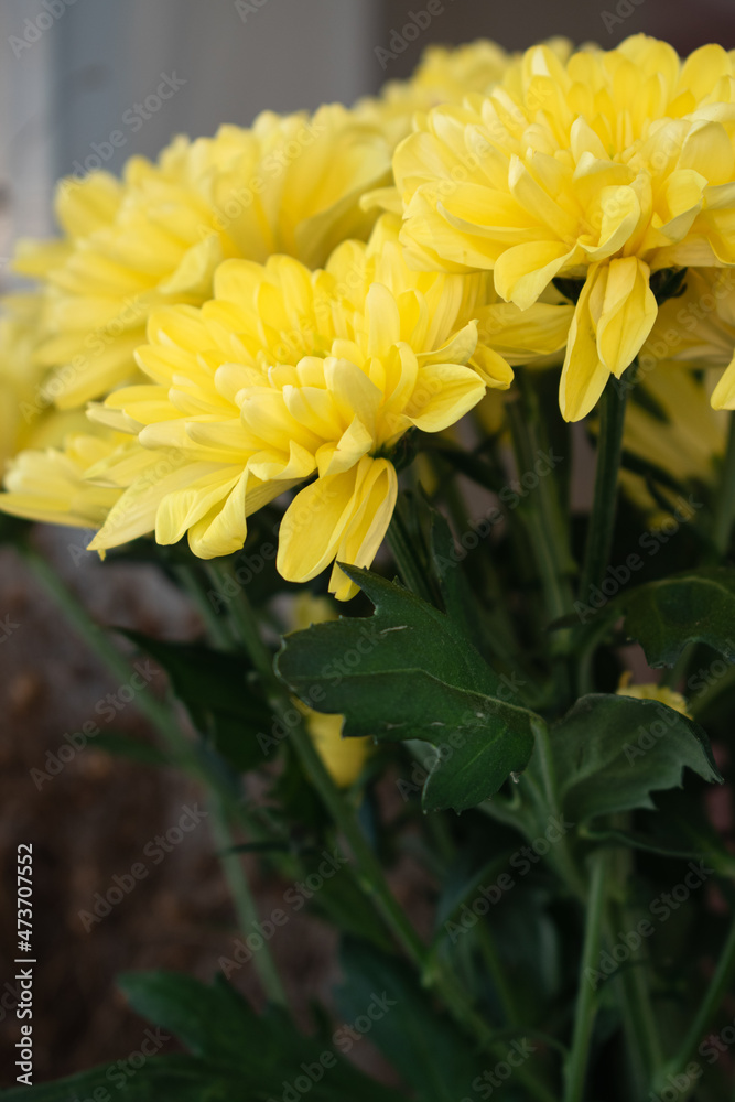 Bouquet of yellow chrysanthemums. Floral background. Bouquet of yellow chrysanthemums. Floral background.