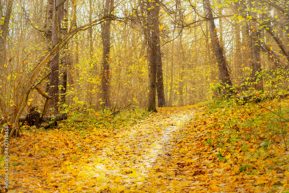 A narrow path covered with yellow leaves in the autumn forest. Fall landscape in an empty park.