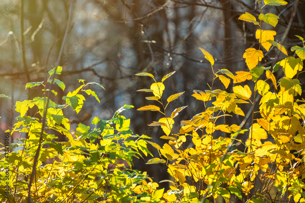 Obraz premium Yellow leaves of bushes against the background of tree trunks. Autumn landscape in the park.