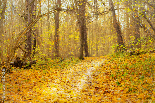 A narrow path covered with yellow leaves in the autumn forest. Fall landscape in an empty park. © Николай Батаев