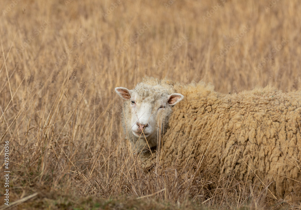 Obraz premium 振り向く羊