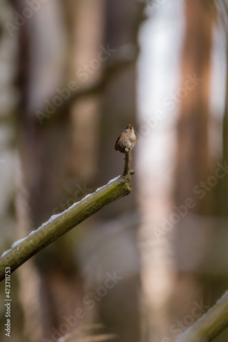 The Eurasian wren sitting on a twig, Troglodytes troglodytes, a bird that makes interesting sounds, sings beautifully, small, fast and agile, builds a nest in the windings