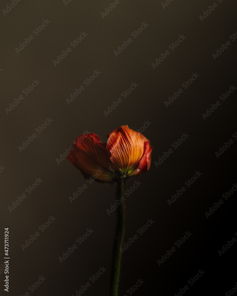 Still Life with Iceland Poppy Still Life with Iceland Poppy