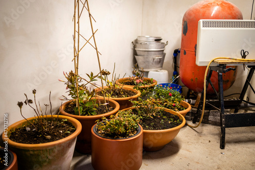 flower pots with flowers in the cellar