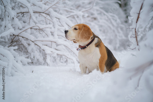 portrait of a beagle dog for a walk in a snowy winter park
