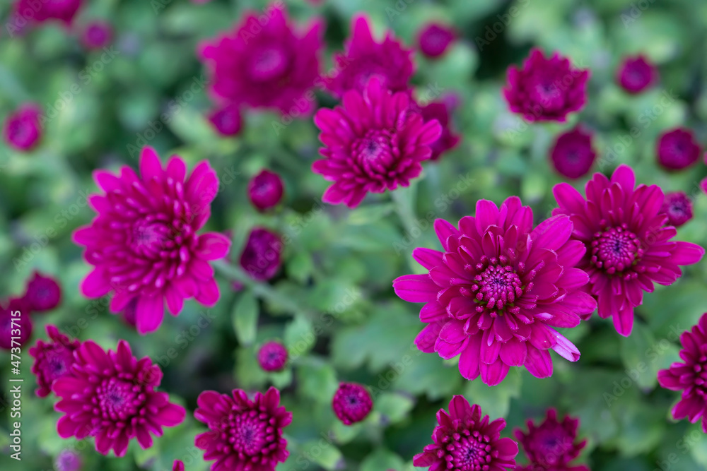 Fototapeta premium Beautiful flowers. Background pink chrysanthemums and green leaves close-up.