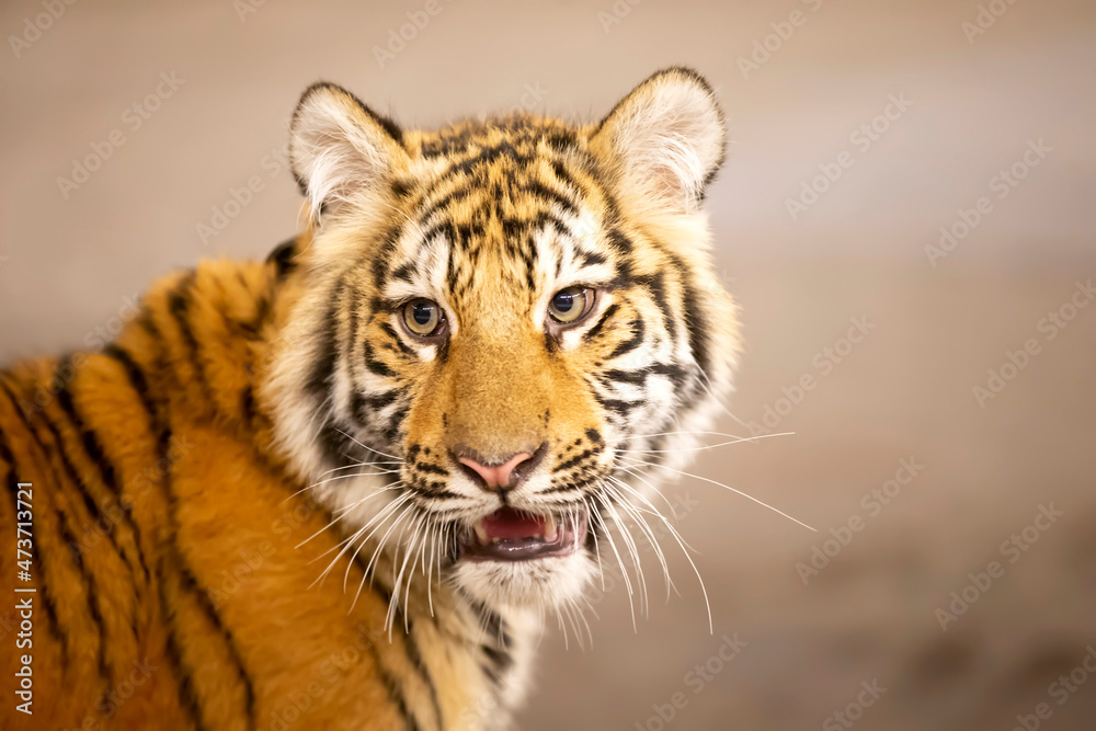 Close-up of a tiger's face. A beautiful wild feline. Close-up of a tiger's face. A beautiful wild feline.