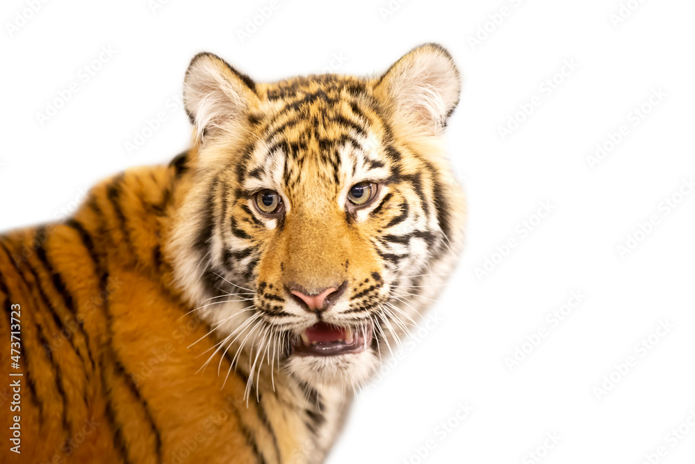 Fototapeta premium Red tiger on a white background.