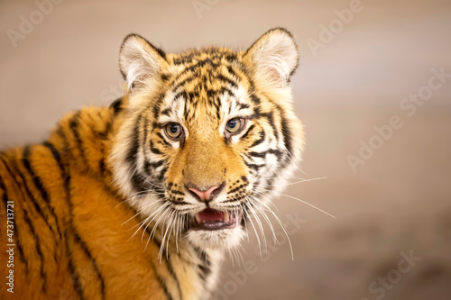 Fototapeta Naklejka Na Ścianę i Meble -  Close-up of a tiger's face. A beautiful wild feline.