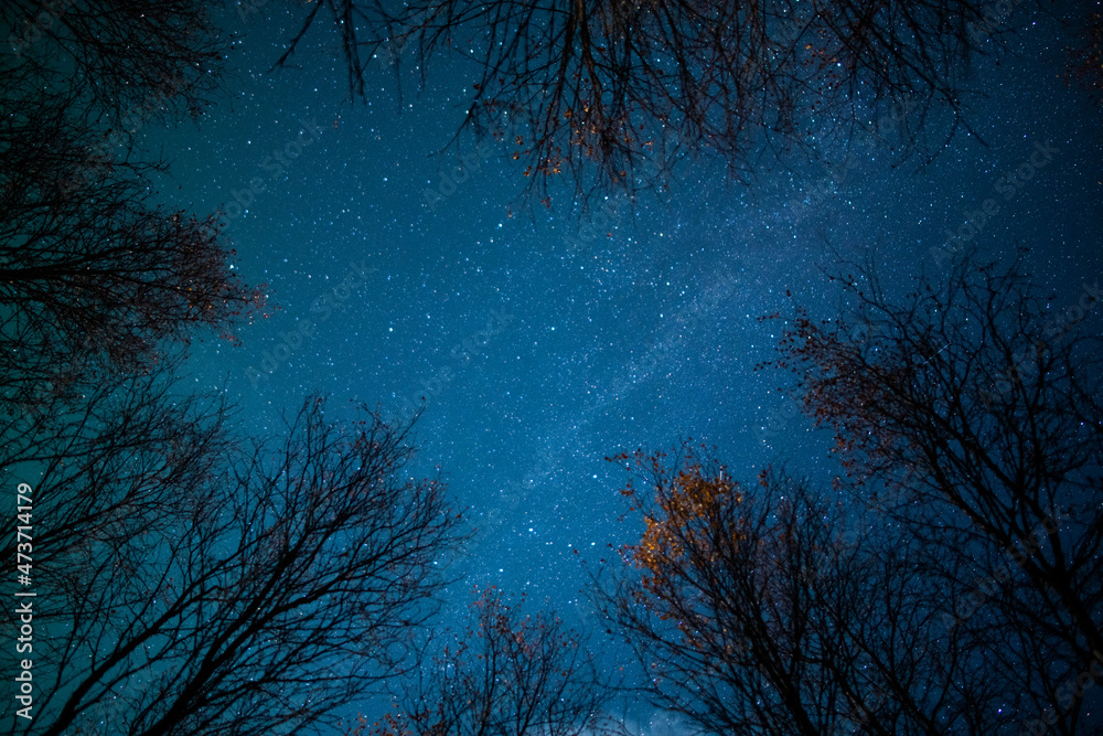 Starlight Canopy Starlight Canopy