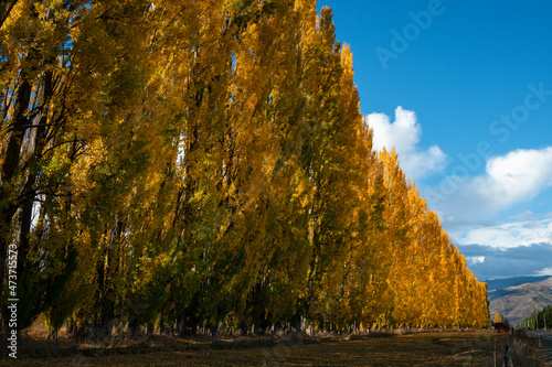 Golden autumn trees standing along the road, Cromwell, Otago, South Island. photo