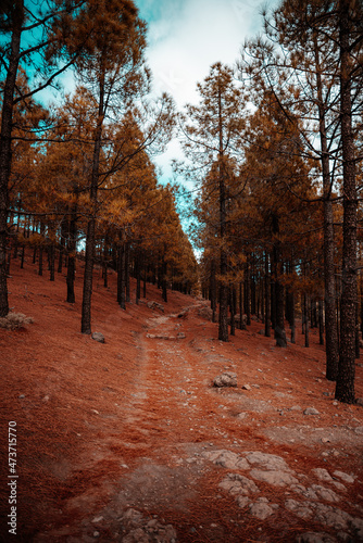 Hiking trail in the mountains in a pine forest with saturated red rust tones. Gran Canaria, Spain. Vertical © Rustic Witch