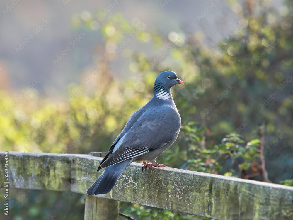 Fototapeta premium Wood Pigeon at Seaton Wetlands