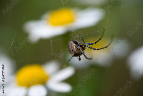 Spinne zwischen Margeriten © MichaelSchnell