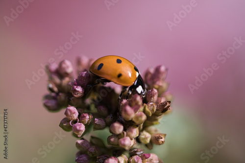 A ladybug on a flower released on a warm summer day. Macro shot photo