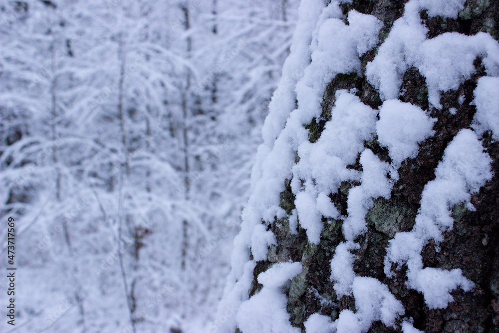 winter forest in the winter, trees in winter,snow covered trees, snow on the branches of a tree, snow covered branches, snow on the branches winter forest in the winter, trees in winter,snow covered trees, snow on the branches of a tree, snow covered branches, snow on the branches