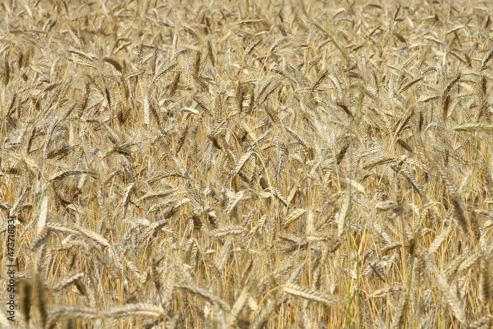 Wheat field Wheat field