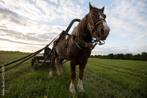 A horse with a cart stands on the field, and a villager sits in the cart.
