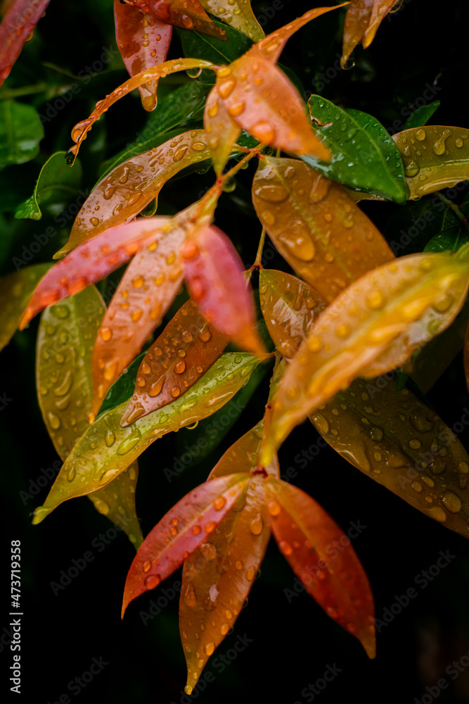 Fototapeta premium a colorful wet leaves