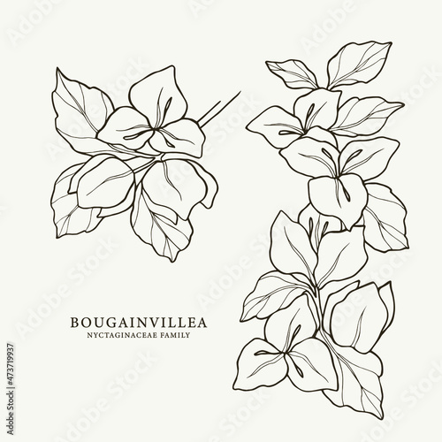 Fotografia Set of hand drawn bougainvillea branches