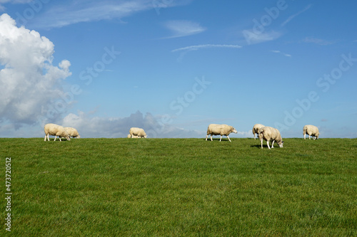 Grazing sheep on a dike