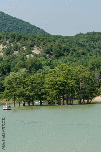 People ride pedal catamarans and boats among marsh cypresses (naked cypress trees) growing in water. Cypress Lake in picturesque resort of Suko. Caucasian mountains. Anapa, Russia - July 20, 2021 photo