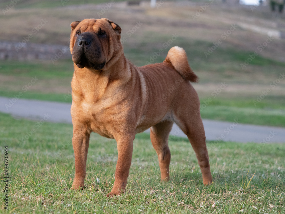 Young male purebred brown color Shar Pei dog standing on the grass