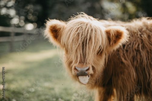 A highland cow sticking it's tongue out