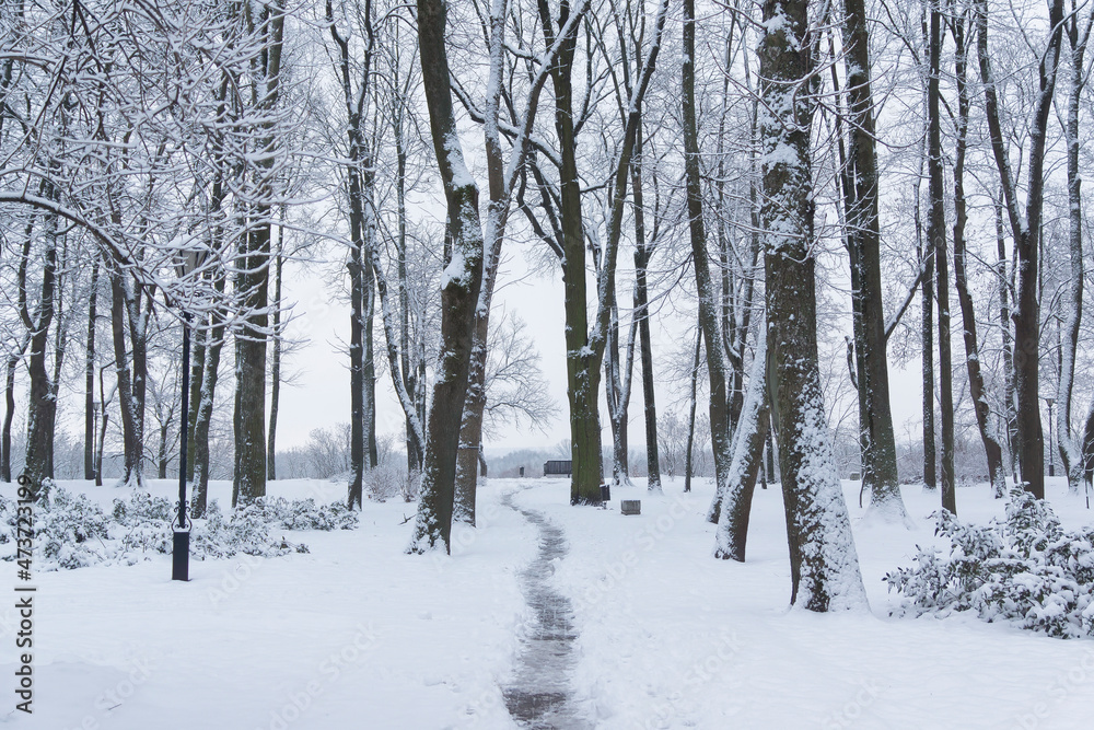 View of the snow-covered park in winter, snow-covered trees, bushes, and a bridge, Gomel, Belarus. View of the snow-covered park in winter, snow-covered trees, bushes, and a bridge, Gomel, Belarus.