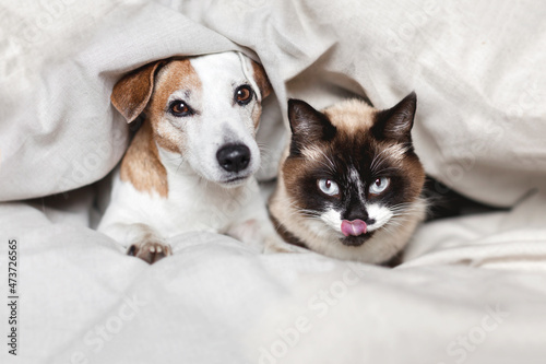 Cat and a dog are resting together in bed under a linen blanket at home