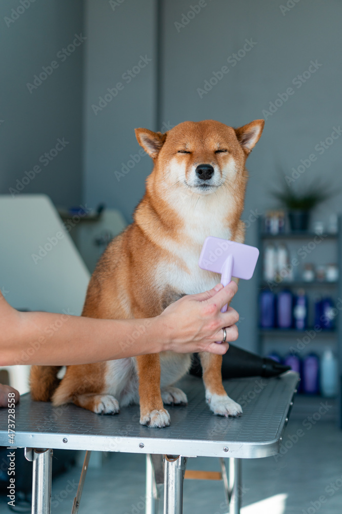 Relaxed dog brushing Relaxed dog brushing