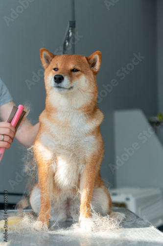 Dog shedding season 