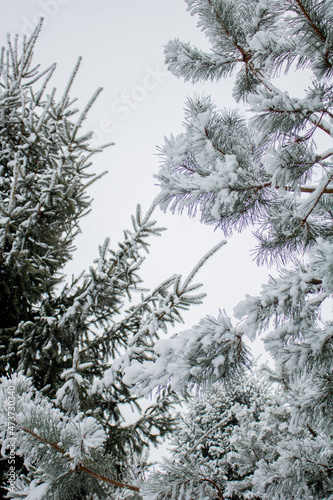 snow covered pine tree © VictoriaEmilia