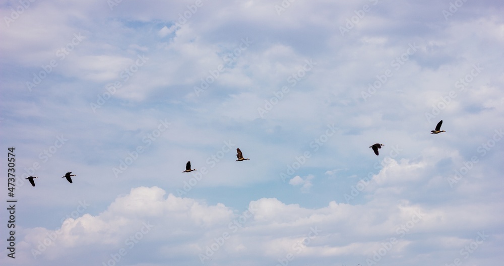 Birds flying in a line Birds flying in a line