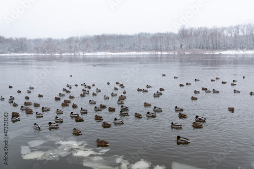 Wild ducks swim in the open water of a winter river.